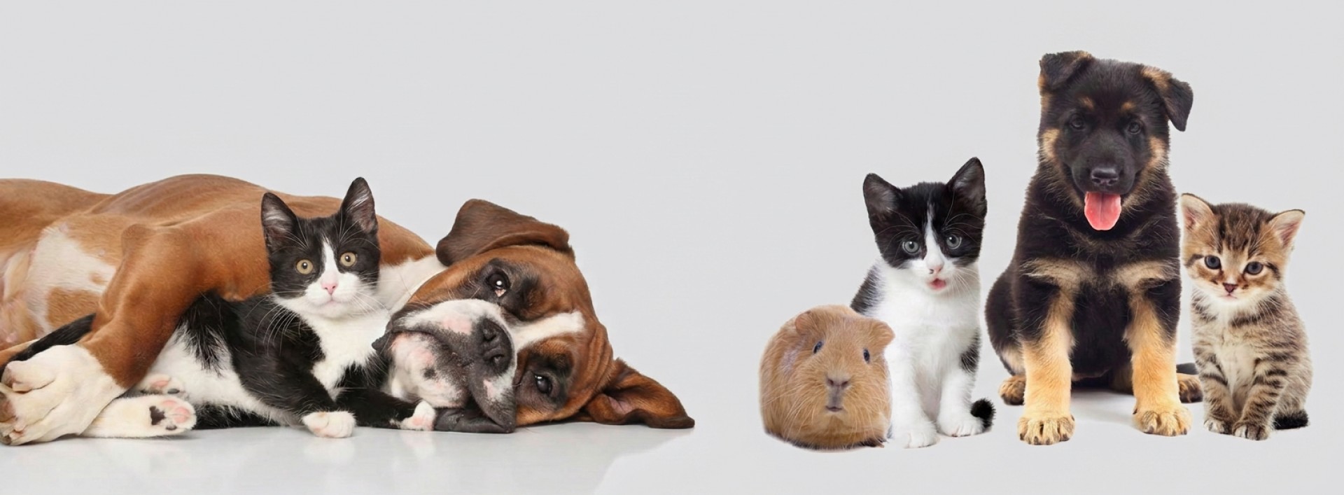 Veterinarska ambulanta Zapuže